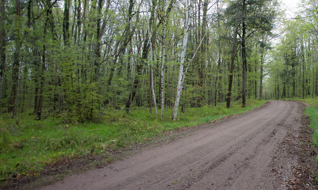 A dirt road curving through a wooded area