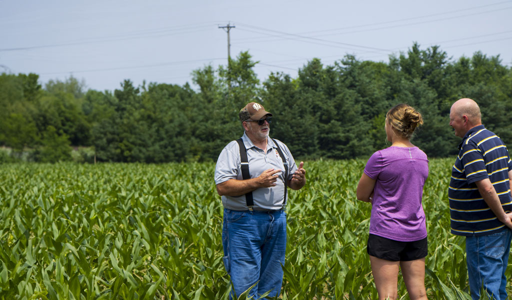 Two men and a woman standing in a knee high corn field talking