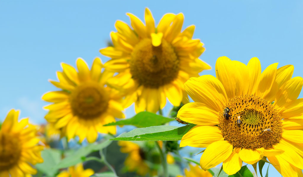 Three bugs and a bee on a sunflower in the foreground. Several other sunflowers are behind it with a bright blue sky in the background