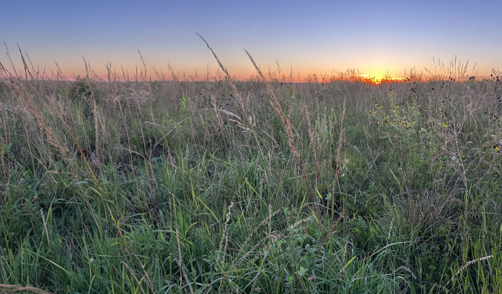 The sun setting over a field full of wild grasses and flowers