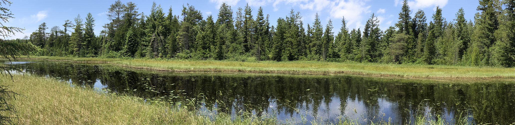 A small river with a forest and blue sky on the far side and a grassy shore in the foreground