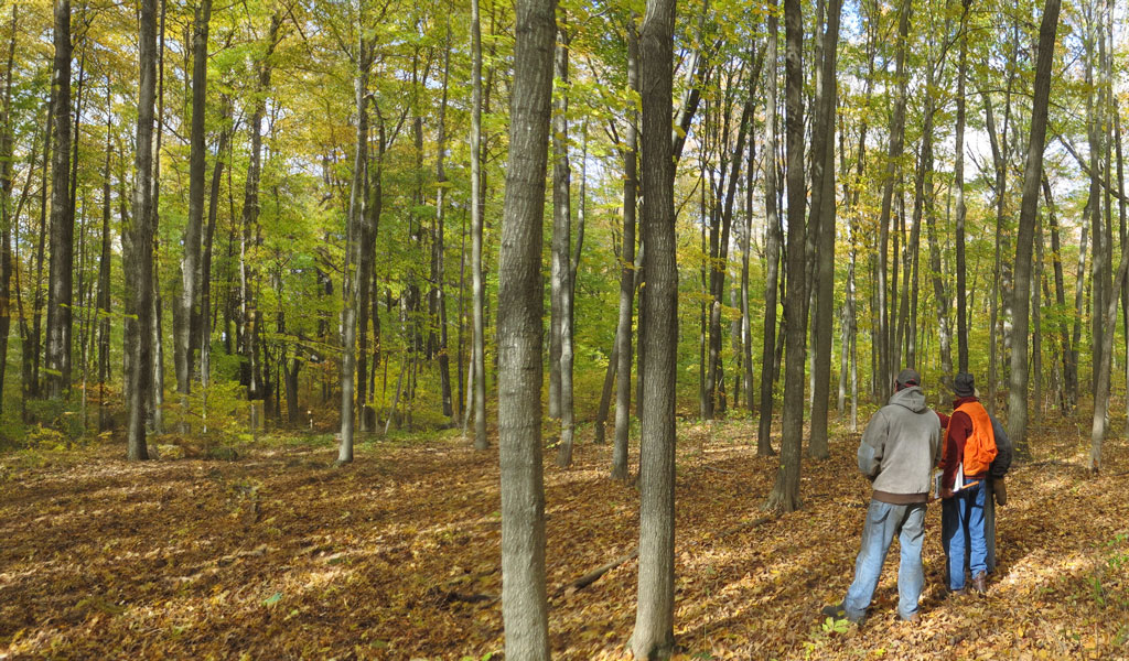 Three people standing at the edge of a wooded area facing into the trees