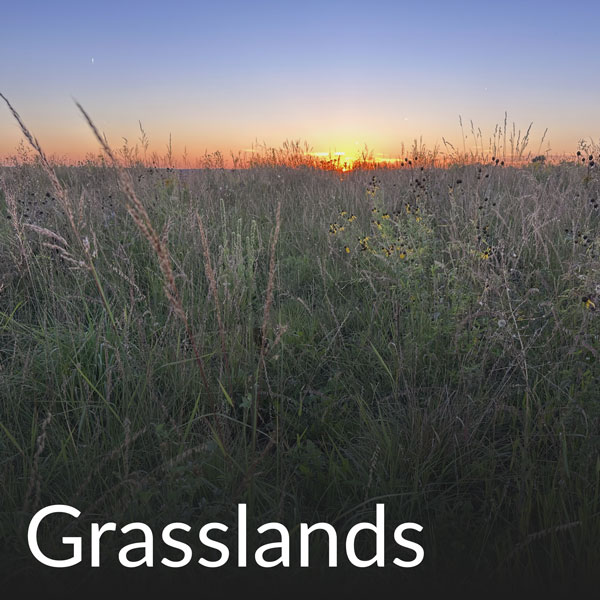 Grasslands